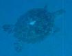 Green\_Turtle03.jpg