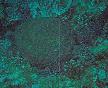 Green_Turtle01.jpg