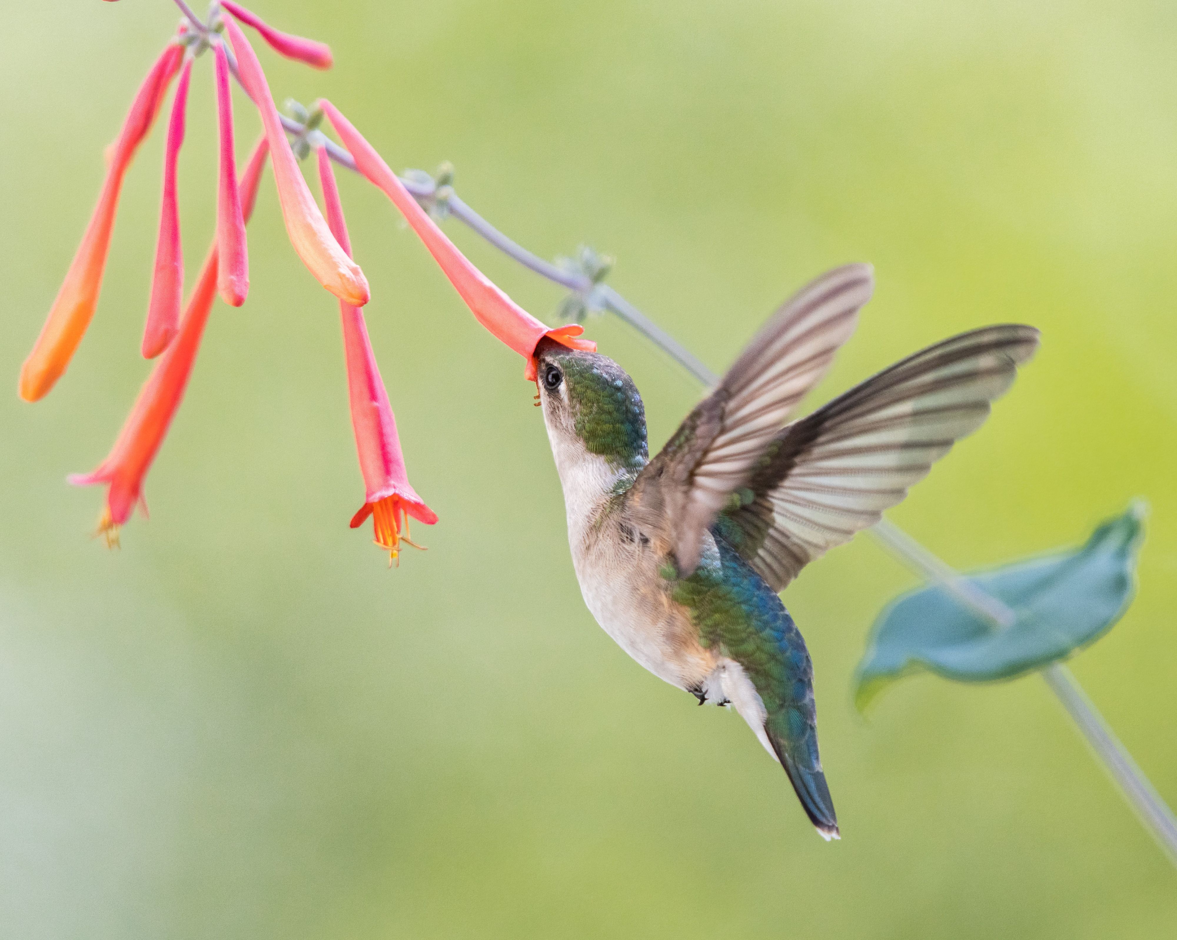 Humming Bird